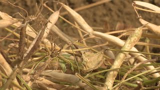 Aude  le cassoulet en danger le haricot de Castelnaudary pourrait ne plus être cultivé [upl. by Hairaza]