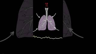 AUSCULTACIÓN PULMONAR Crepitantes ruidos pulmonares normales y anormales medicina shorts [upl. by Newra]