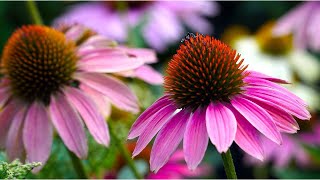 Echinacea Unlocking Natures Secret [upl. by Refeinnej]