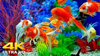 Aquarium 4K VIDEO ULTRA HD 🐠 Beautiful Relaxing Coral Reef Fish  Relaxing Sleep Meditation Music [upl. by Charlena651]