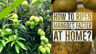 How To Ripen Mangoes Faster At Home  ripe raw mango at home ripenmangoes mango ripenmangoathome [upl. by Leirad]