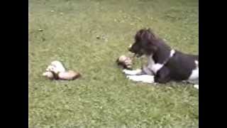 Springer Spaniel dog nursing the ferret puppies amazing funny [upl. by Lambart]