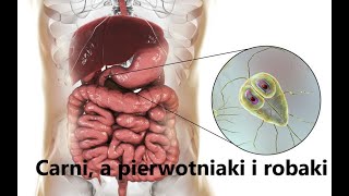 Moja przygoda z Carnivore 6 Carni a pierwotniaki i robaki Sebastian Nadolski OsteopataNaturopata [upl. by Eiramllij484]