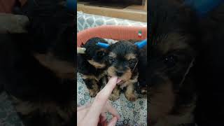 Yorkshire Terrier puppies are already 1 month old [upl. by Frodeen]