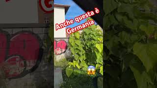 Anche questa è Germania E IO PAGO [upl. by Helas657]