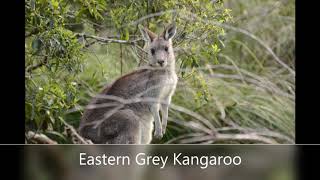 Land of Birds Birding Lysterfield Park Australia [upl. by Safir809]