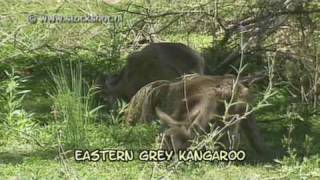 eastern grey kangaroo  macropus giganteus [upl. by Haye]