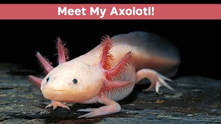 Meet the Worlds Most Adorable Yawning Axolotls  echo dude [upl. by Akselav]