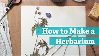 How to Make a Herbarium [upl. by Halda]