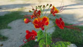 Dwarf Poinciana bush or tree Caesalpinia pulcherrima [upl. by Snevets]