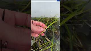 EelgrassZostera marina seed collection restore on Long IslandRob Vasiluth SAVEenvironmentalorg [upl. by Nev149]