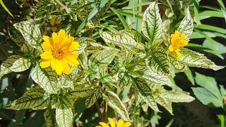 Heliopsis helianthoides Sunburst one of the most beautiful variegated foliage hardy garden plants [upl. by Dubenko116]