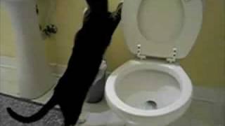 Cat Flushing A Toilet Music Video Parry Gripp [upl. by Eenaj]