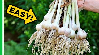 How To Grow Garlic And Get A HUGE Harvest [upl. by Aerdnad]