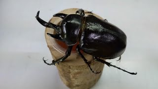 Giant and heaviest alive beetle in the world  Megasoma actaeon [upl. by Eycal]