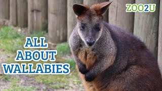 All About Wallabies [upl. by Ayerf880]