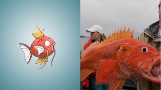 8 Pokemon You Can Actually Catch in REAL LIFE [upl. by Calista]