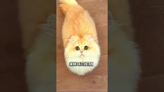 What Your Cats Meow Really Means 🐱ྀི [upl. by Vanderhoek]