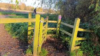 Path leading to Cowdray ruins Midhurst 13th Nov 2024 [upl. by Neros]