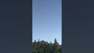 Ponderosa Geese flying over river [upl. by Putnem]