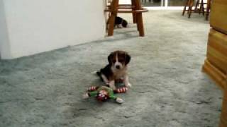 Beagle Puppies 2 [upl. by Gessner]