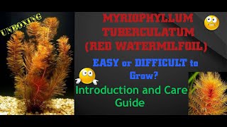 Myriophyllum tuberculatum Introduction and CareRed WatermilFoil myriophyllumtuberculatum [upl. by Donella]