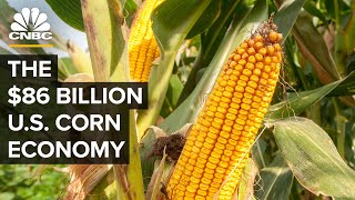 Why The US Government Is Still Obsessed With Corn [upl. by Enelav342]