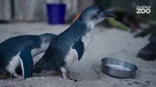 Zoo Tales  Korora  the worlds smallest penguin [upl. by Granville]