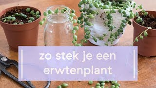 Zo stek je het Erwtenplantje Senecio rowleyanus [upl. by Segroeg]