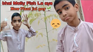 BHI molly fish la aya wow 🤗  Hasnain World VLOGS [upl. by Reagen161]