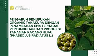 Pemupukan Tanaman Kacang Hijau Phaseolus radiatus L [upl. by Kono]