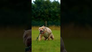 Rottweiler Sammy VS Pitbull fight show Sammy pitbulll rottweilerdog short [upl. by Aicilat]