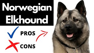 Norwegian Elkhound Pros And Cons  Should You REALLY Get A NORWEGIAN ELKHOUND [upl. by Tobe776]