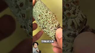 MONSTERA DELICIOSA shortvideo faktaunik kucing banana hewan facts [upl. by Al61]