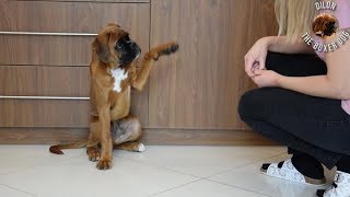 15 weeks old boxer puppy Dilon training session [upl. by Shelburne]