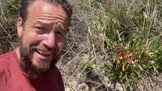 Sea Beet  Coastal Foraging [upl. by Egrog]