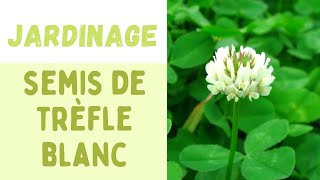 JARDINAGE  SEMIS DE TRÈFLE BLANC VLOG ☘️👩‍🌾🍀 [upl. by Norty343]