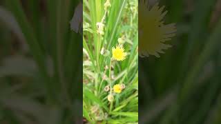 Flower of Annual Sowthistle  Sonchus oleraceus  Asteraceae Family Plants annualsowthistle [upl. by Eilyr]