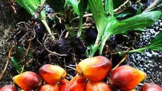 ปาล์มน้ำมัน พันธุ์ทรัพย์ มอ1 Oil Palm SUPPSU 1 [upl. by Handy]