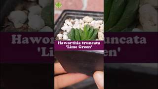 Iluminación para Haworthia truncata Lime Green 😶‍🌫️ [upl. by Eeleimaj917]