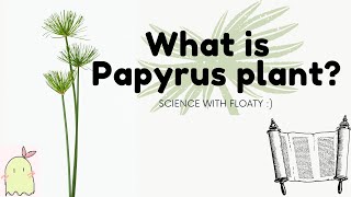 What Is Papyrus Plant [upl. by Derraj363]