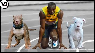 These Dogs Can Run Faster Than Usain Bolt [upl. by Adilem758]