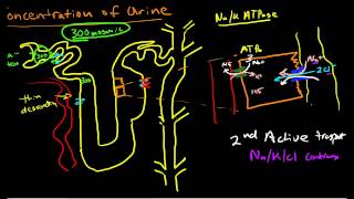 Renal Physiology Concentration of Urine [upl. by Magnus]