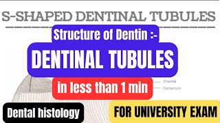 Structure of Dentindentinal tubulesDentinin1minproff examDental histologyBDSDentoTuber [upl. by Rosdniw]