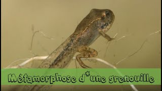 De loeuf à la grenouille [upl. by Dallon476]