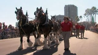 Person of the Week Budweiser Clydesdales Team [upl. by Belford]