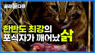 깨어난 한반도 최강의 포식자 삵｜quot칡 아니고 삵quot 귀여운 생김새와 다르게 삵이 먹이사슬 최상단에 자리 잡을 수 있었던 이유｜다큐프라임｜골라듄다큐 [upl. by Noevart]