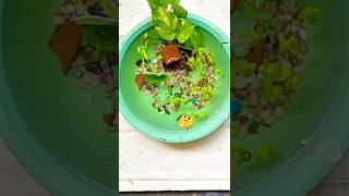 Kya hua hamare is breeding setup ka part 2 🐬 ytshorts guppy breeding [upl. by Dugas]