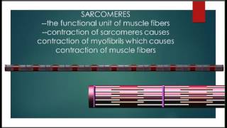 MUSCLE FIBERS MYOFIBRILS SARCOMERES [upl. by Alben]