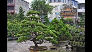 Podocarpus Are A Perfect Bonsai For Beginners [upl. by Hecklau]